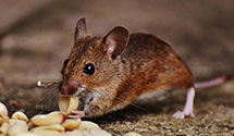 24 Hour & Emergency Exterminators in Simpsonville, SC